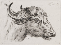 KG 01528
<br/>
Kop van een koe
<br/>
<em>Klein, Johann Adam (1792-1875)</em>